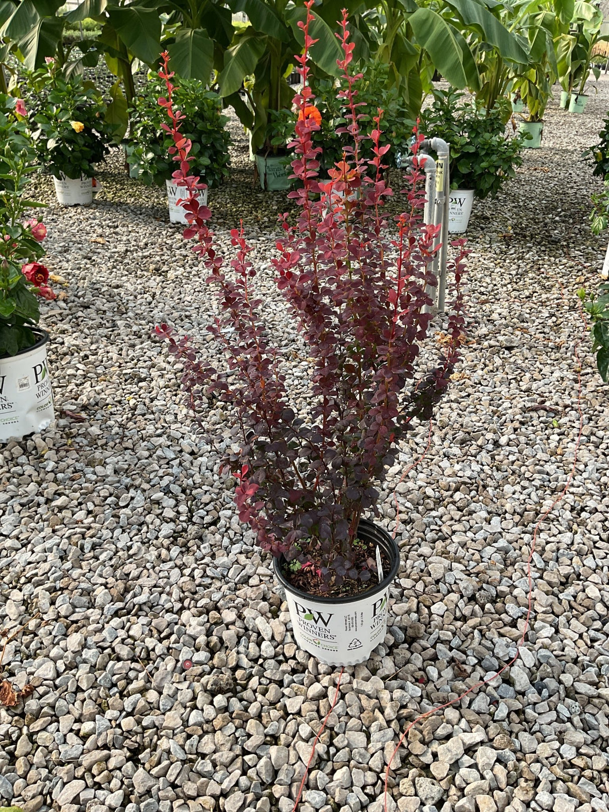 Orange Rocket Barberry shrub in a Proven Winners #1 container, showing deep burgundy and red upright foliage at a nursery.