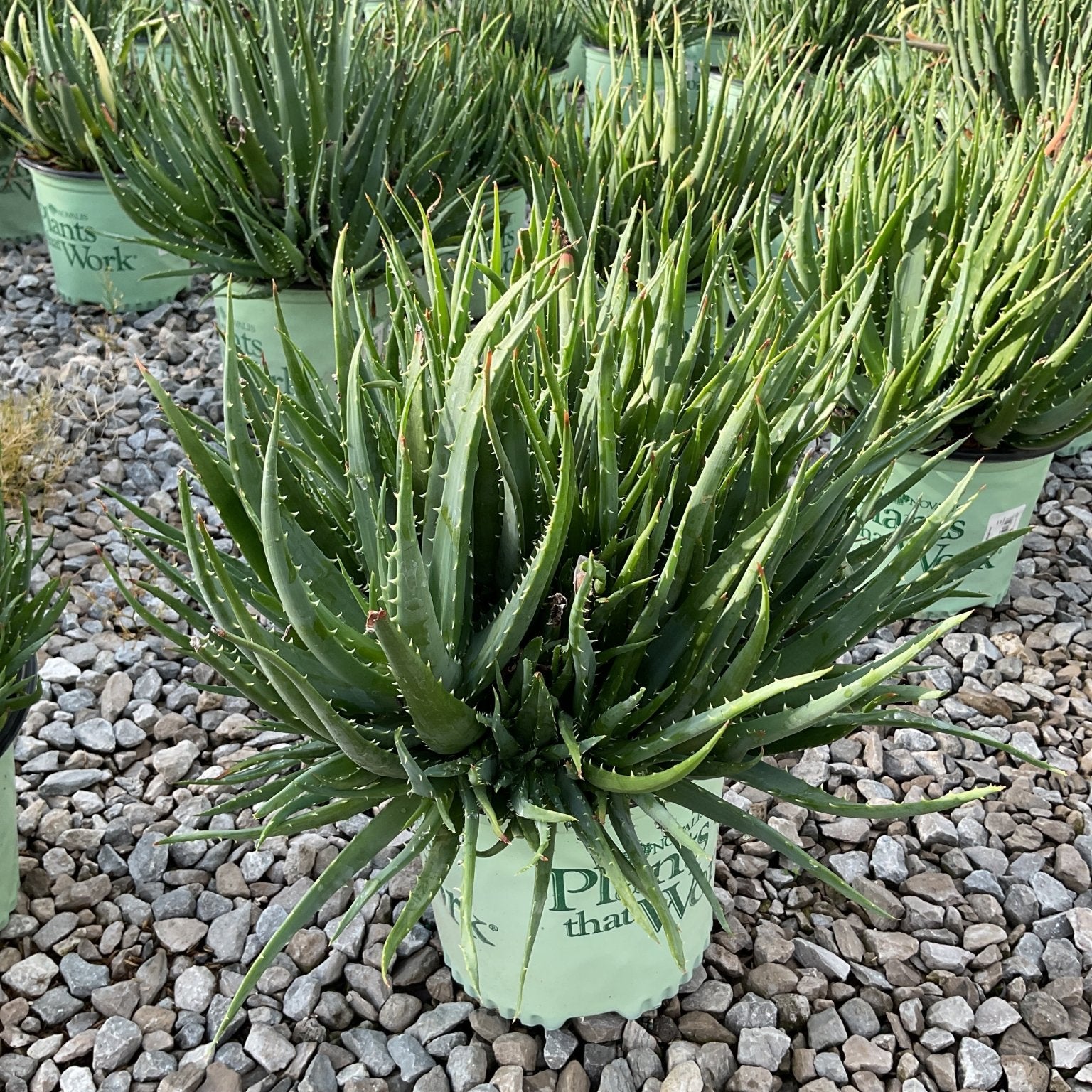 Hedgehog Aloe in a nursery container, showing dense rosettes of dark green spiny leaves on a gravel surface.