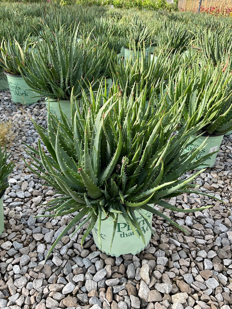 Hedgehog Aloe in a nursery container, showing dense rosettes of dark green spiny leaves on a gravel surface.