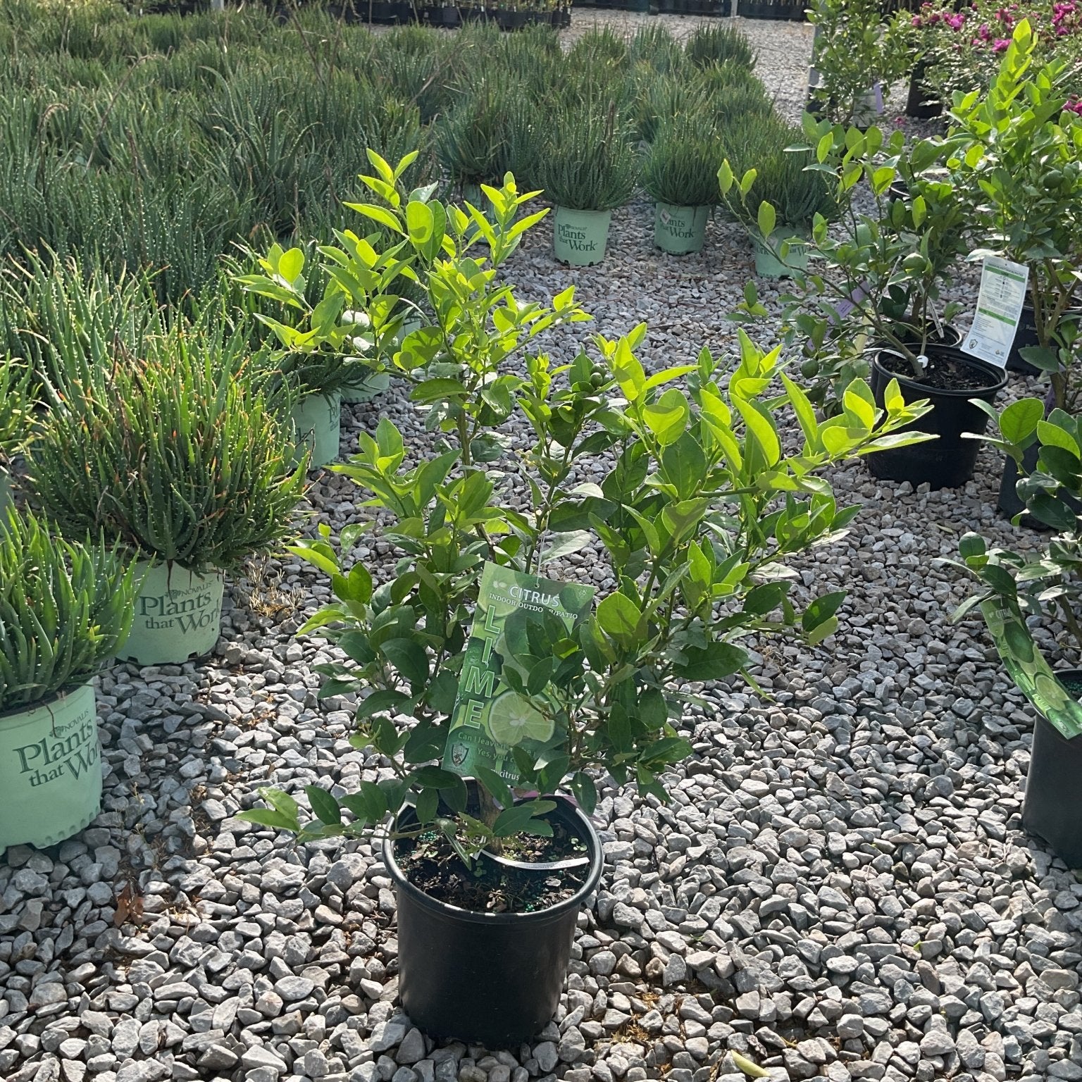 Mexican Key Lime citrus shrub in a #1 black nursery container displayed at a garden center on gravel.
