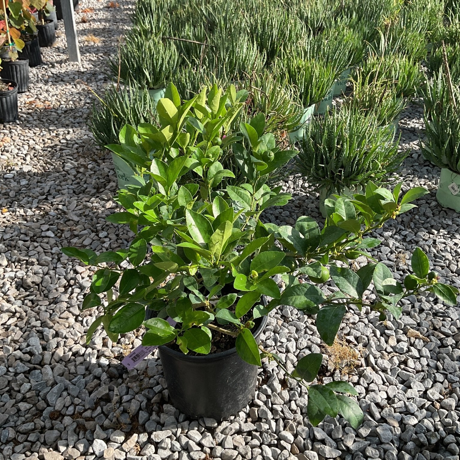 Mexican Key Lime shrub in a #3 container with dense, glossy green foliage displayed at a nursery.