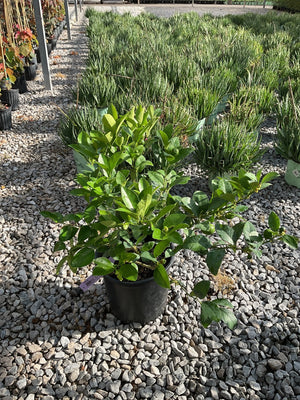 Mexican Key Lime shrub in a #3 container with dense, glossy green foliage displayed at a nursery.
