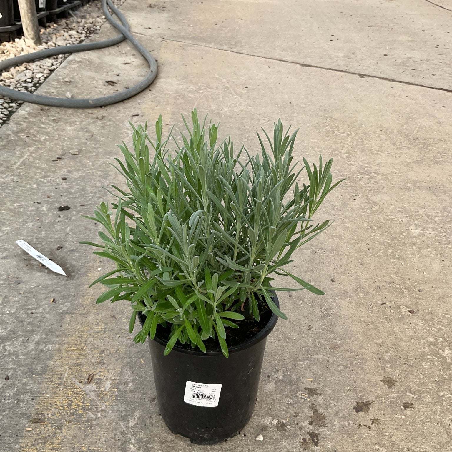 Grosso Lavender plant with silvery-green foliage growing in a black #1 nursery container at a garden center.