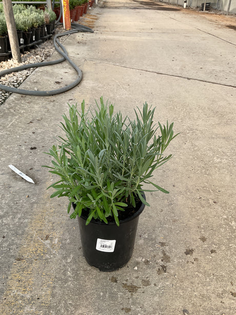 Grosso Lavender plant with silvery-green foliage growing in a black #1 nursery container at a garden center.