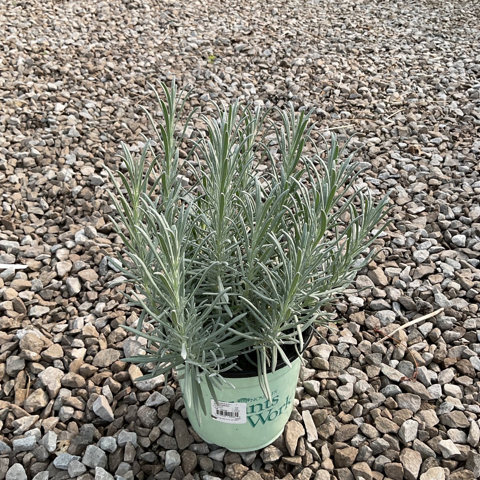 Phenomenal Lavender in a nursery container, showing silvery-green narrow foliage before summer bloom.