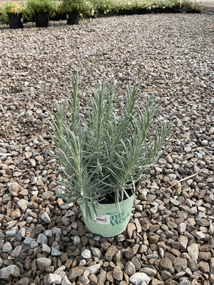 Phenomenal Lavender in a nursery container, showing silvery-green narrow foliage before summer bloom.