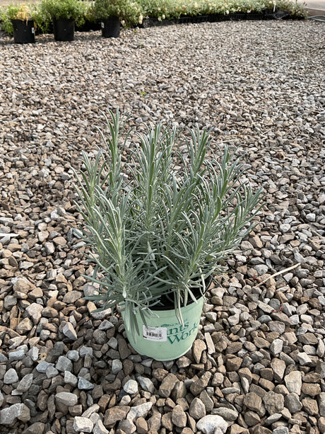 Phenomenal Lavender in a nursery container, showing silvery-green narrow foliage before summer bloom.
