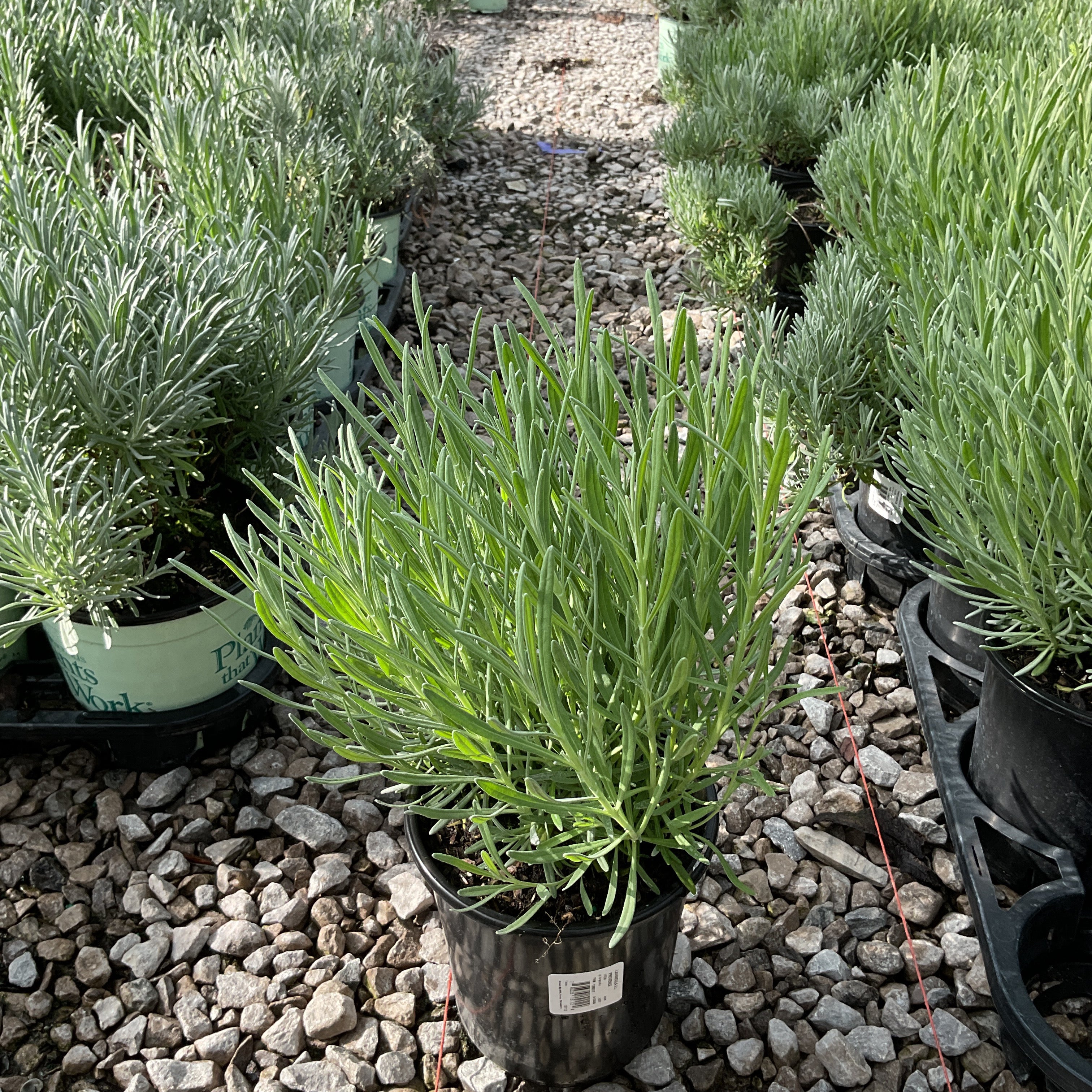 Provence Lavender in a #1 container with silvery-green foliage displayed among rows of lavender plants at a nursery.