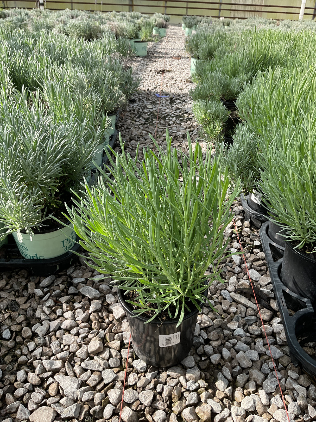 Provence Lavender in a #1 container with silvery-green foliage displayed among rows of lavender plants at a nursery.