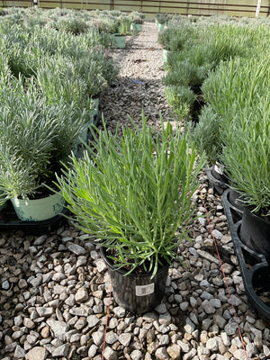 Provence Lavender in a #1 container with silvery-green foliage displayed among rows of lavender plants at a nursery.