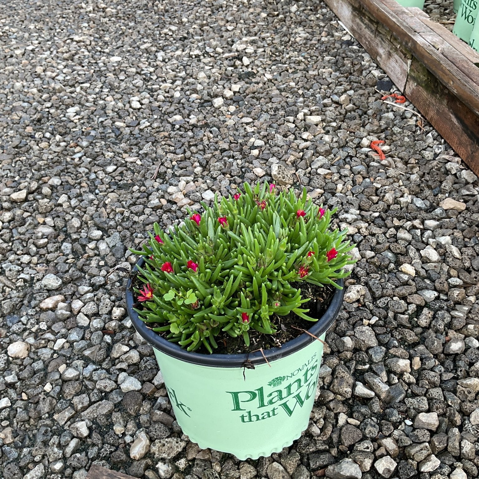 Delosperma cooperi Jewel of Desert Garnet ice plant with red buds in a #1 nursery container on gravel.