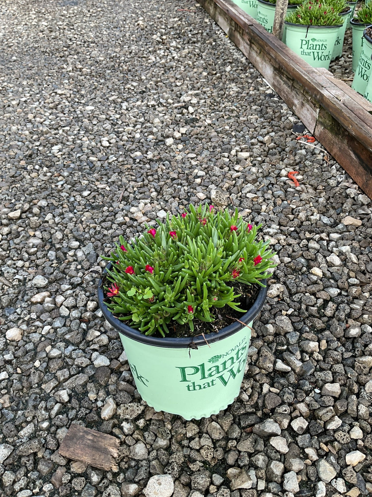 Delosperma cooperi Jewel of Desert Garnet ice plant with red buds in a #1 nursery container on gravel.