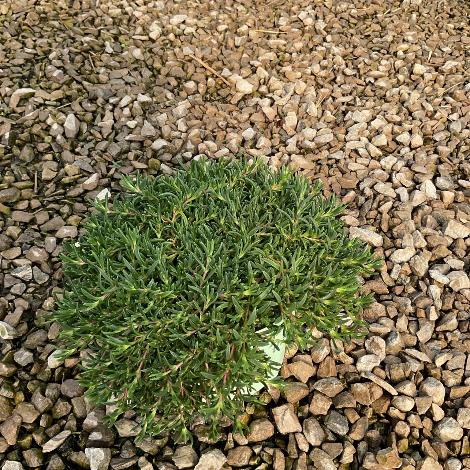 Fire Spinner Ice Plant in a small container showing dense, dark green needle-like foliage resting on gravel.