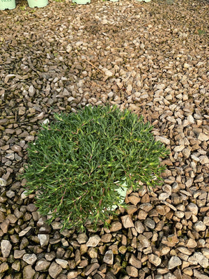 Fire Spinner Ice Plant in a small container showing dense, dark green needle-like foliage resting on gravel.