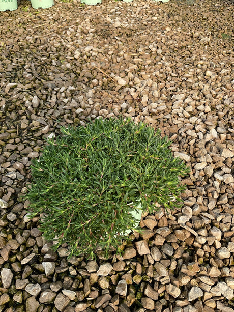 Fire Spinner Ice Plant in a small container showing dense, dark green needle-like foliage resting on gravel.