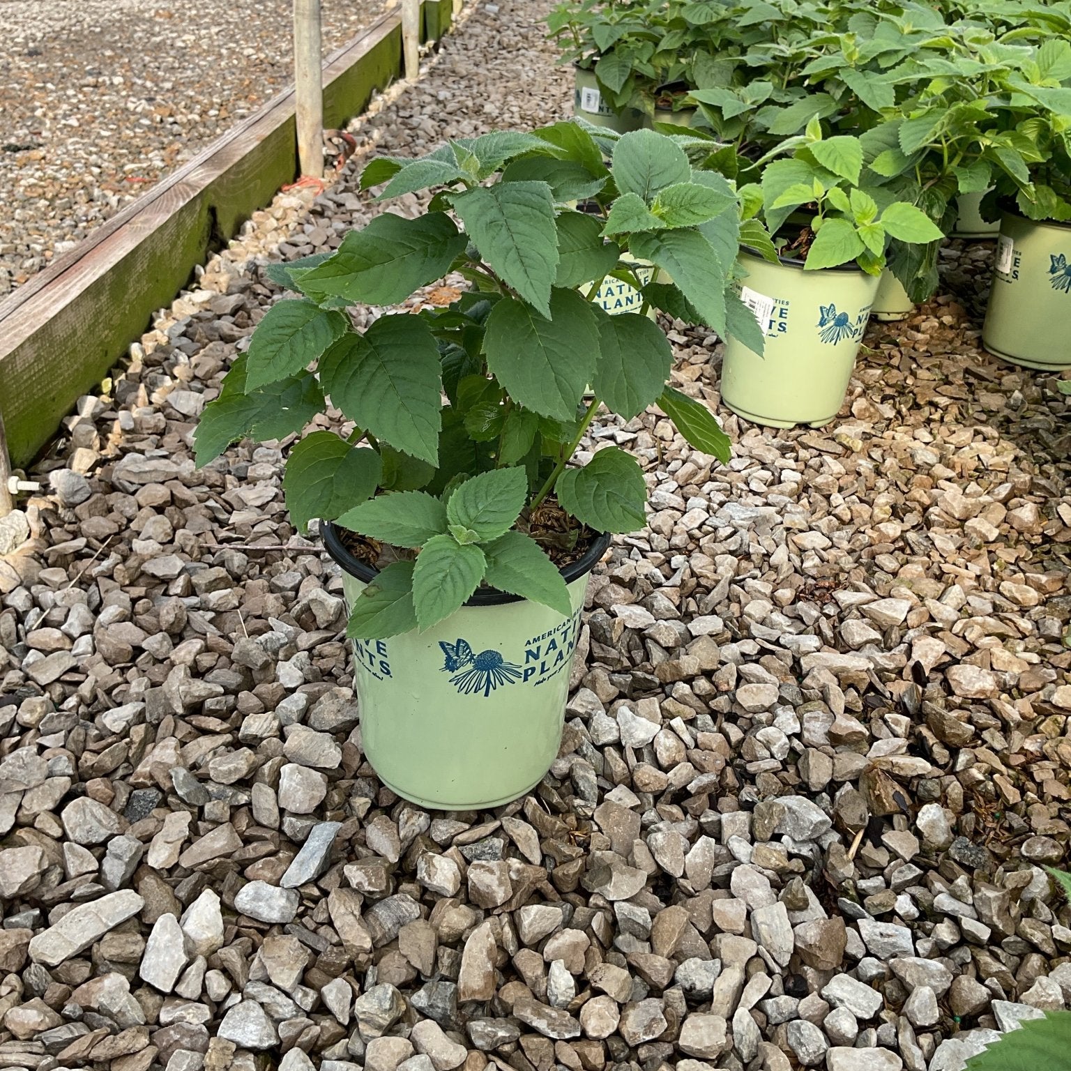 Raspberry Wine Bee Balm in a #1 container pot displayed on gravel at a nursery, showing lush green foliage before bloom.