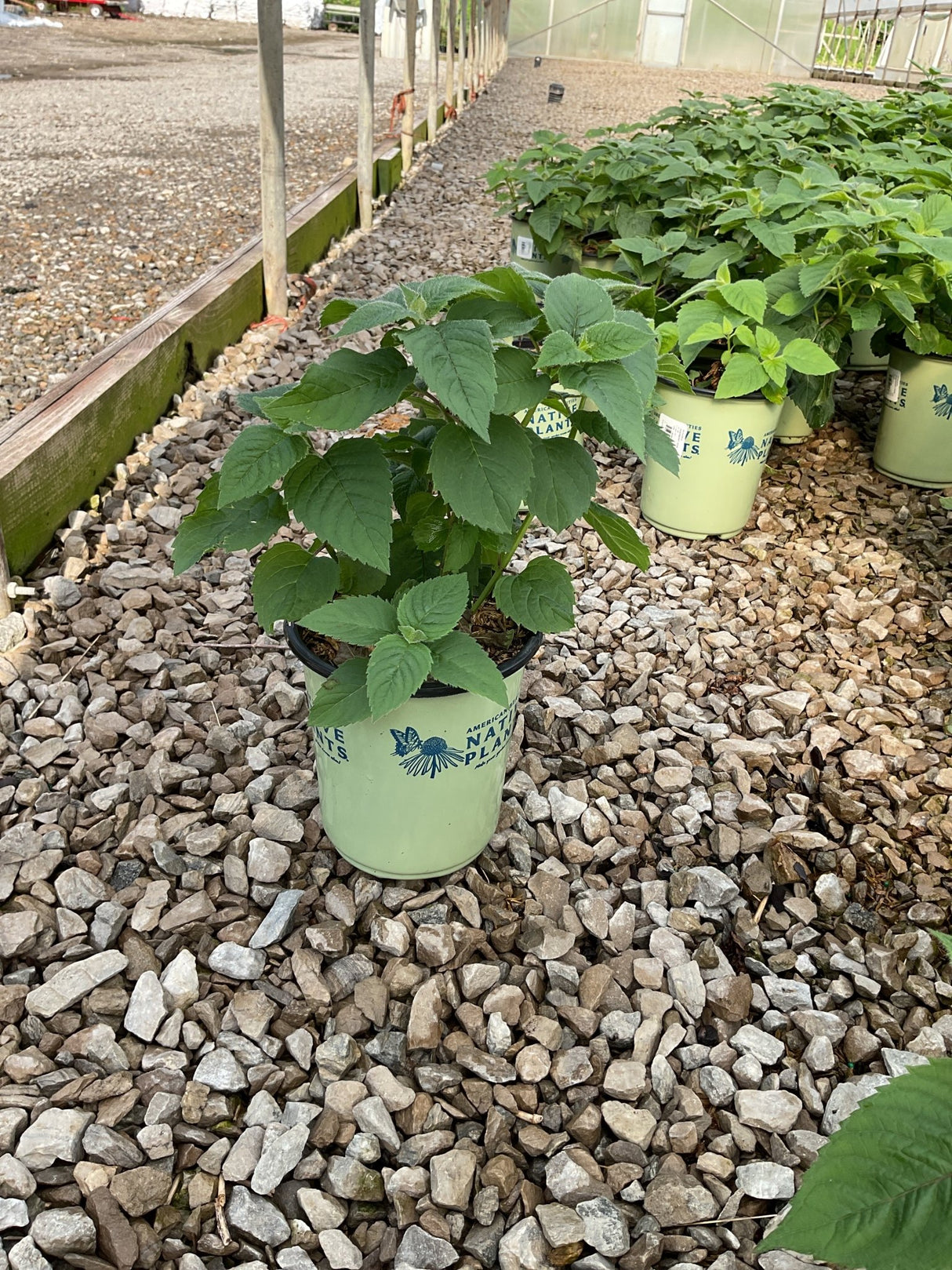 Raspberry Wine Bee Balm in a #1 container pot displayed on gravel at a nursery, showing lush green foliage before bloom.
