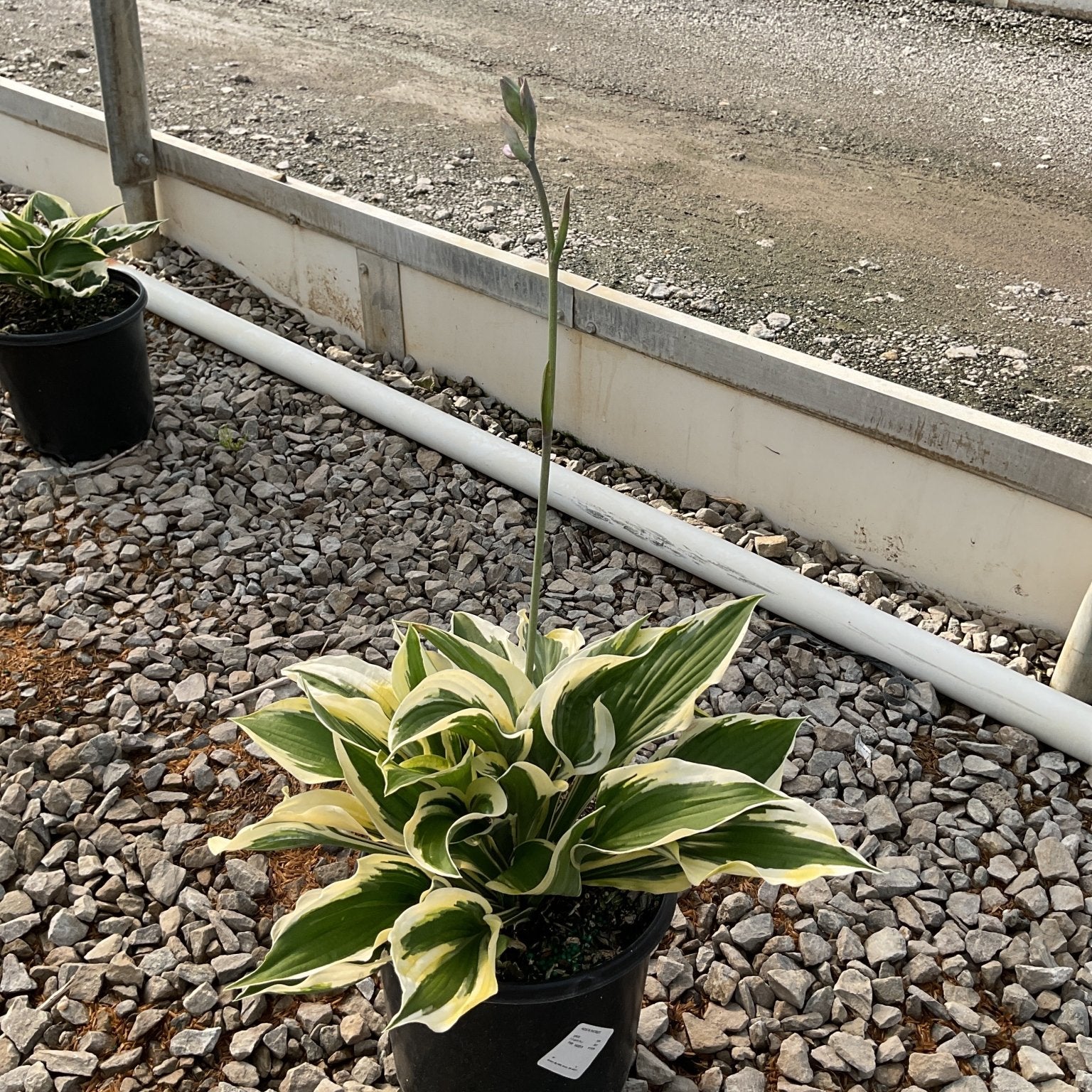 Patriot Hosta in a black nursery container showing green leaves with creamy white margins and a tall flower spike.