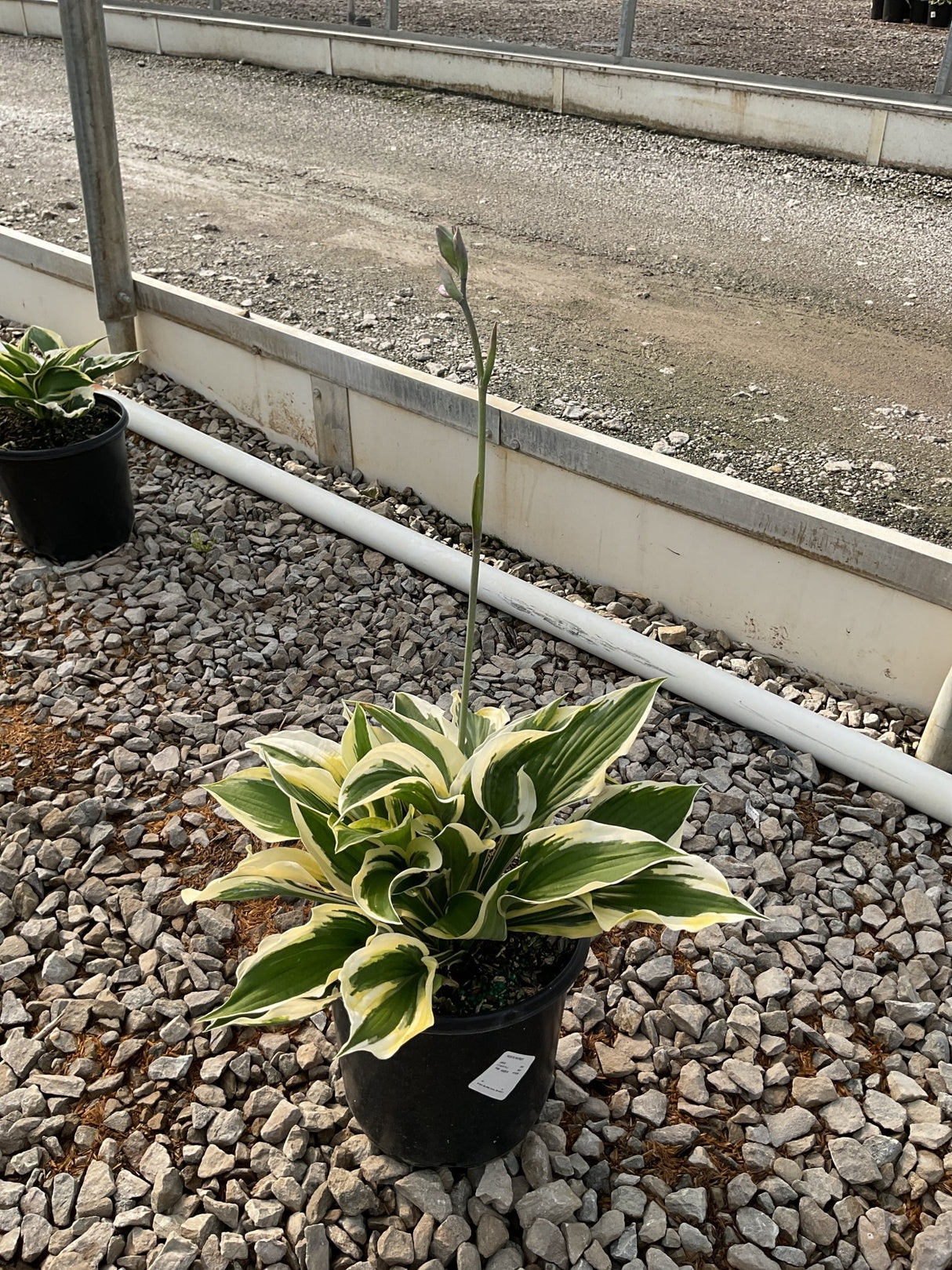 Patriot Hosta in a black nursery container showing green leaves with creamy white margins and a tall flower spike.