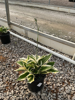 Patriot Hosta in a black nursery container showing green leaves with creamy white margins and a tall flower spike.