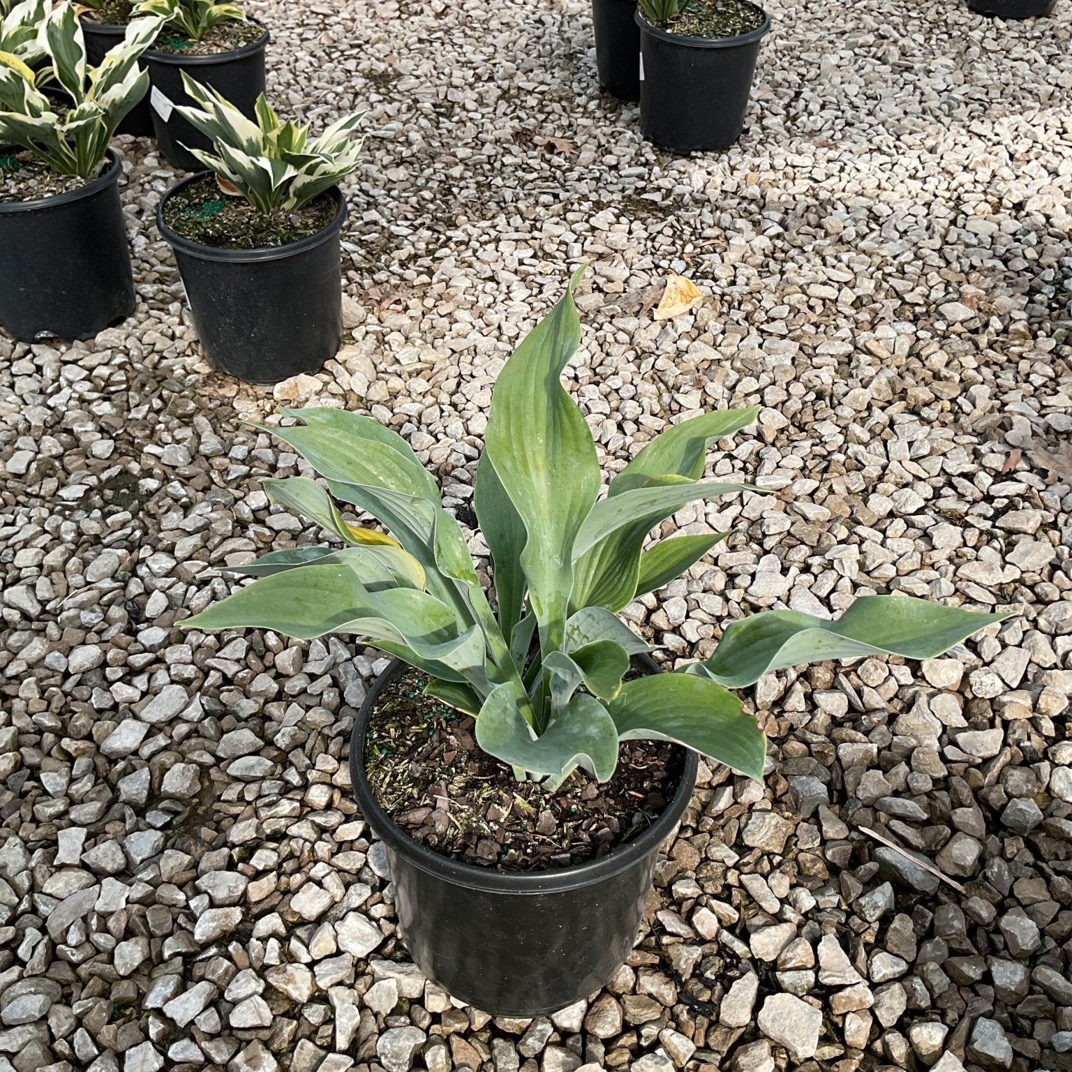 Krossa Regal Hosta growing in a black nursery container, displaying broad blue-green upright foliage at a garden center.