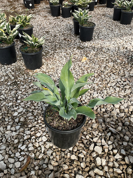 Krossa Regal Hosta growing in a black nursery container, displaying broad blue-green upright foliage at a garden center.
