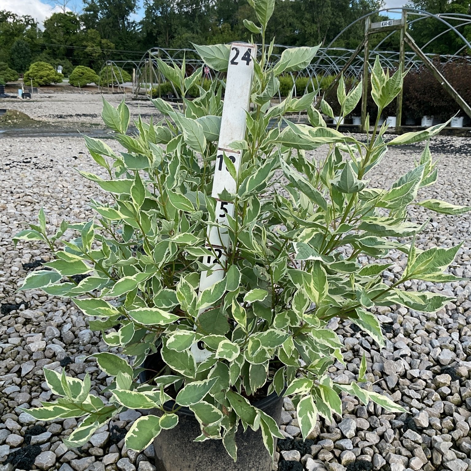 Ivory Halo Dogwood shrub in a nursery container showing green and white variegated foliage on gravel.