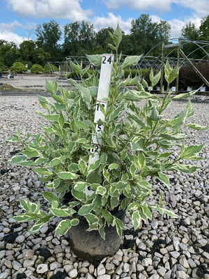 Ivory Halo Dogwood shrub in a nursery container showing green and white variegated foliage on gravel.