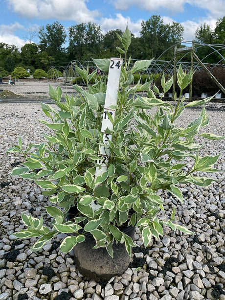 Ivory Halo Dogwood shrub in a nursery container showing green and white variegated foliage on gravel.