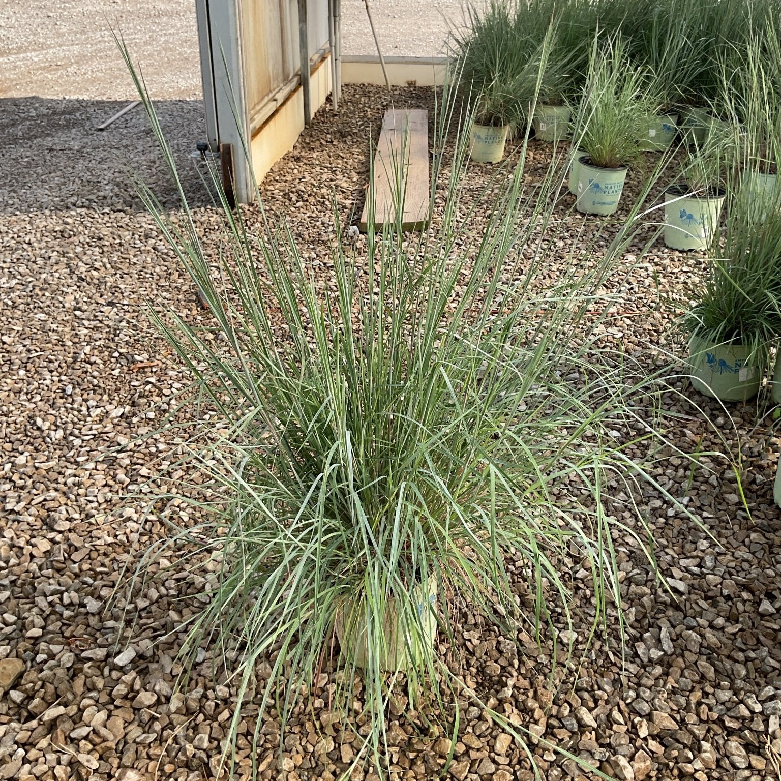 Prairie Blues Little Bluestem grass growing in a gravel display area at a nursery, showing its upright blue-green foliage clump.