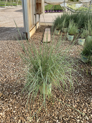 Prairie Blues Little Bluestem grass growing in a gravel display area at a nursery, showing its upright blue-green foliage clump.