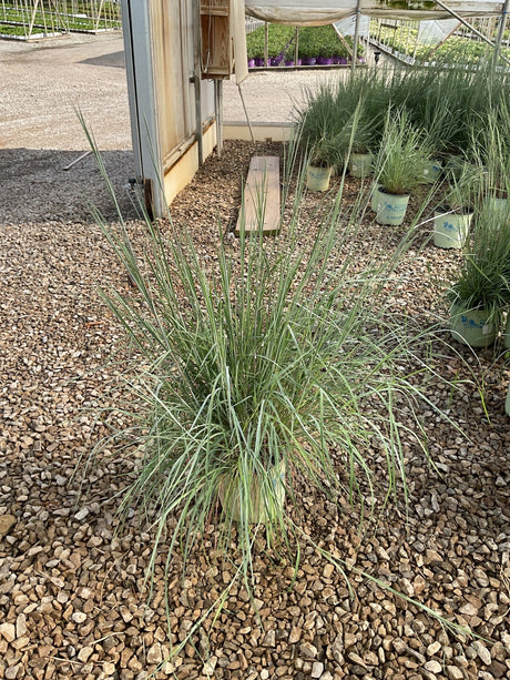 Prairie Blues Little Bluestem grass growing in a gravel display area at a nursery, showing its upright blue-green foliage clump.
