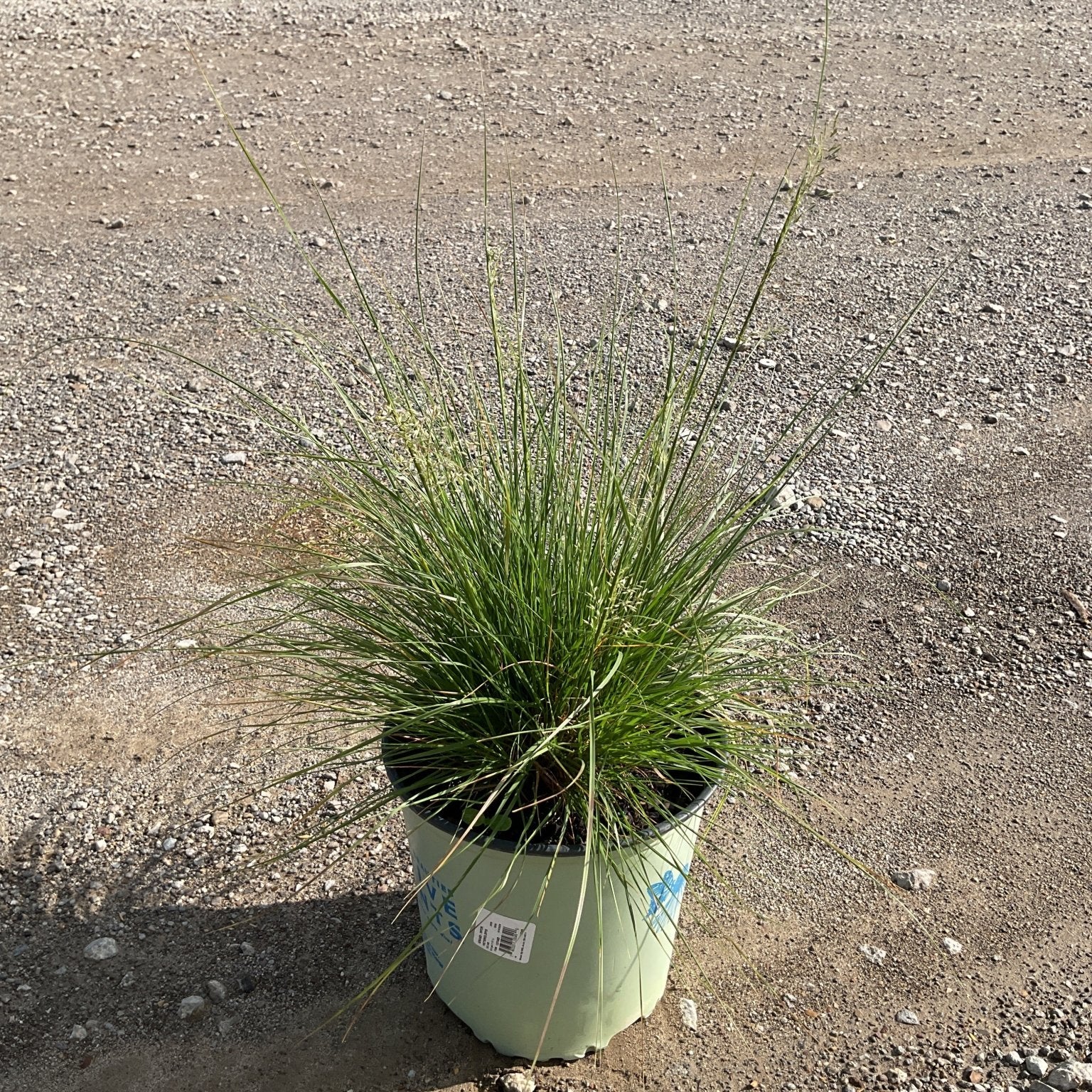 Prairie Dropseed Grass in a #2 container showing fine-textured, arching green foliage at a nursery.