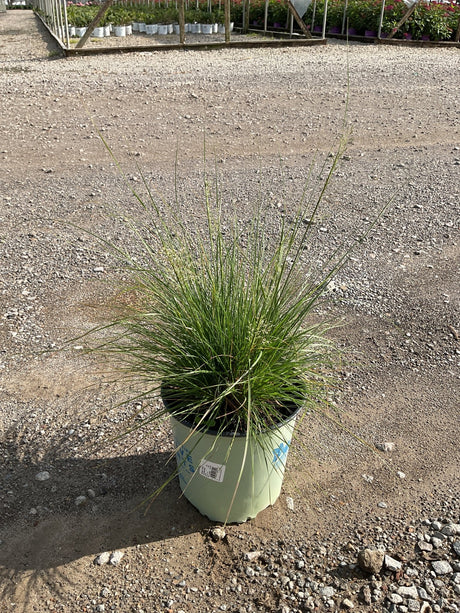 Prairie Dropseed Grass in a #2 container showing fine-textured, arching green foliage at a nursery.
