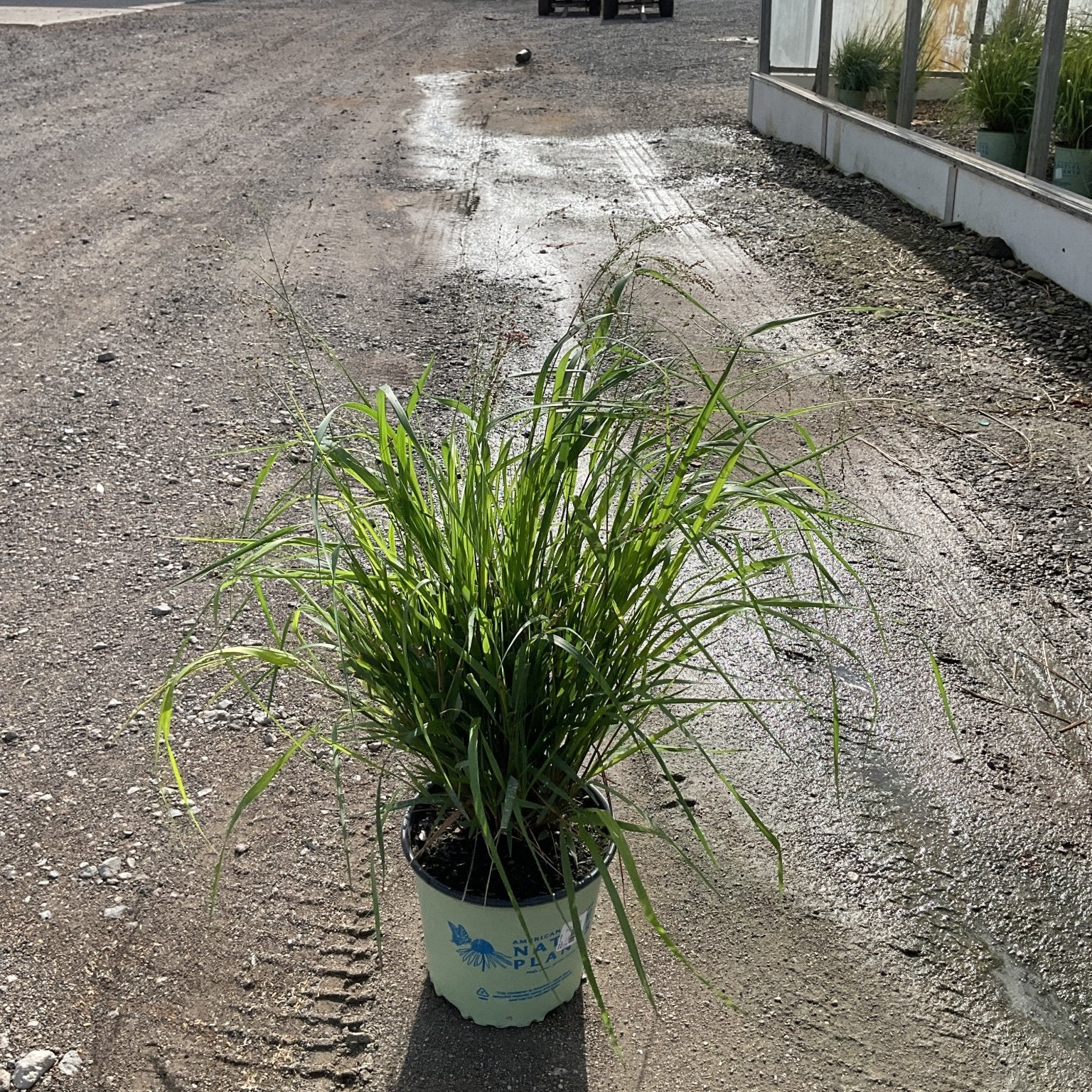 Cape Breeze Dwarf Switch Grass in a #2 container pot sitting on a gravel path at a nursery.