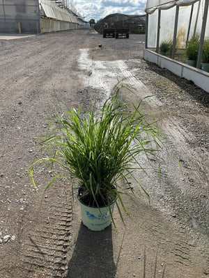 Cape Breeze Dwarf Switch Grass in a #2 container pot sitting on a gravel path at a nursery.