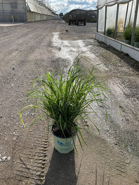 Cape Breeze Dwarf Switch Grass in a #2 container pot sitting on a gravel path at a nursery.