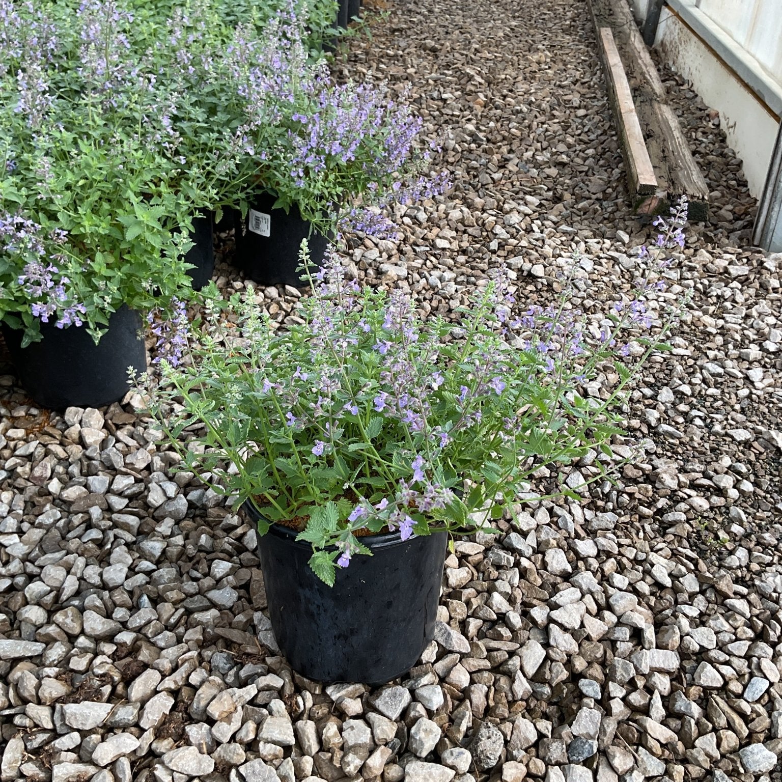 Junior Walker Catmint in a black nursery container showing lavender-blue flower spikes and green foliage on a gravel greenhouse floor.