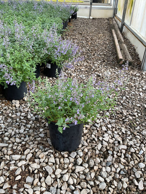 Junior Walker Catmint in a black nursery container showing lavender-blue flower spikes and green foliage on a gravel greenhouse floor.