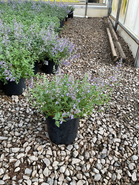 Junior Walker Catmint in a black nursery container showing lavender-blue flower spikes and green foliage on a gravel greenhouse floor.