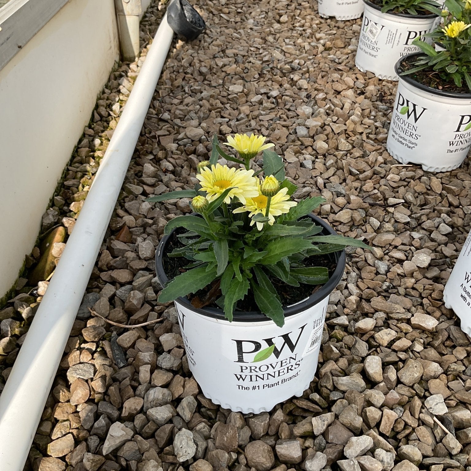 Banana Cream Shasta Daisy in a Proven Winners #1 container showing yellow double blooms and buds on a gravel nursery bed.