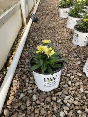 Banana Cream Shasta Daisy in a Proven Winners #1 container showing yellow double blooms and buds on a gravel nursery bed.