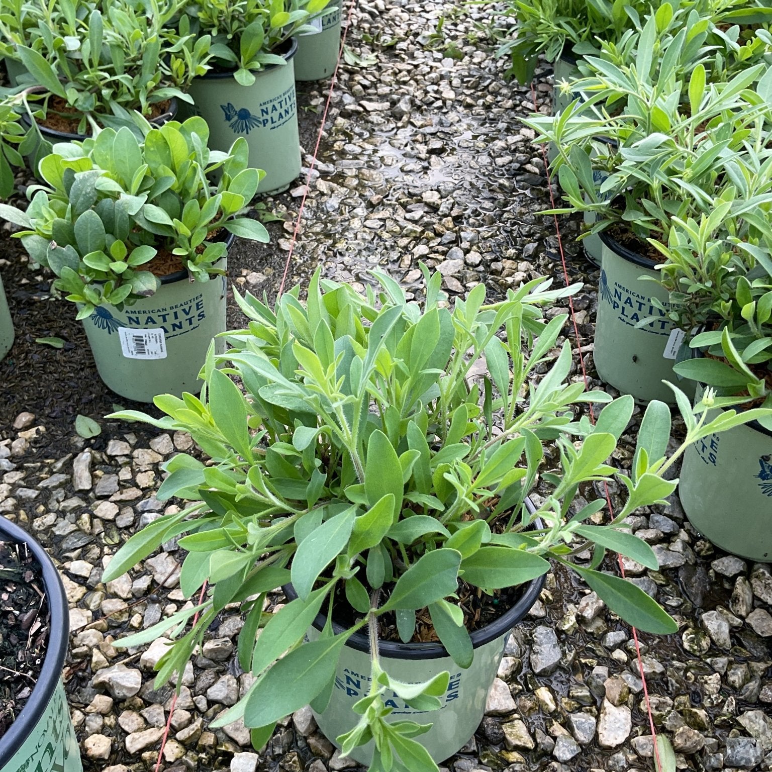 Sunshine Superman Coreopsis plants in #1 containers displayed in rows at a nursery, showing lush green foliage.