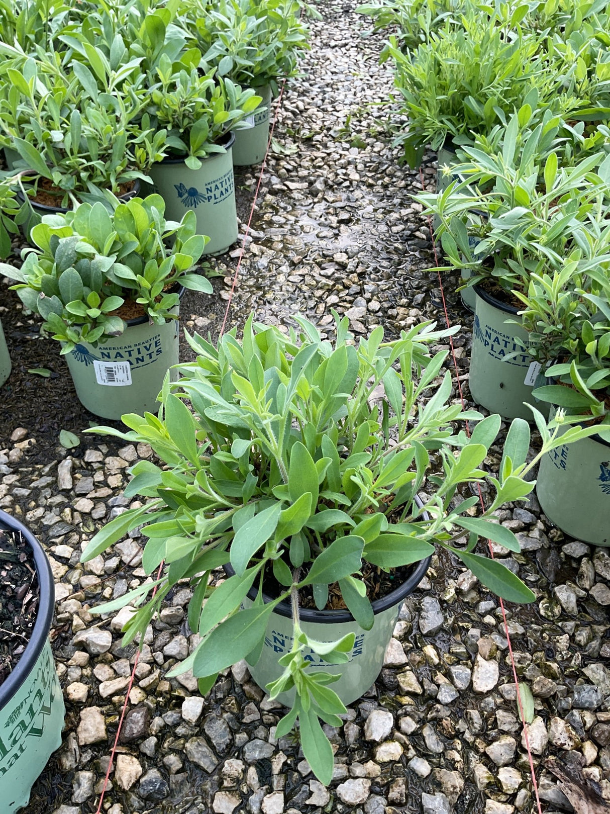 Sunshine Superman Coreopsis plants in #1 containers displayed in rows at a nursery, showing lush green foliage.