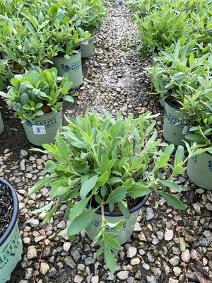 Sunshine Superman Coreopsis plants in #1 containers displayed in rows at a nursery, showing lush green foliage.