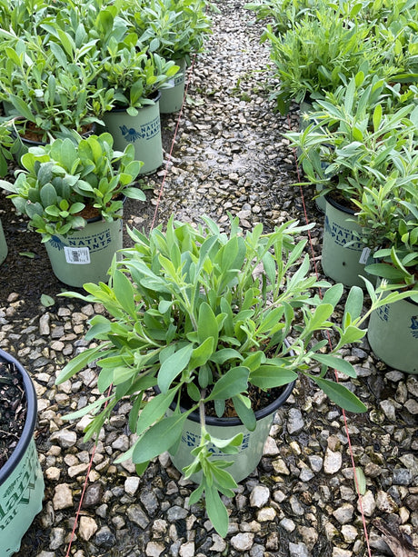 Sunshine Superman Coreopsis plants in #1 containers displayed in rows at a nursery, showing lush green foliage.