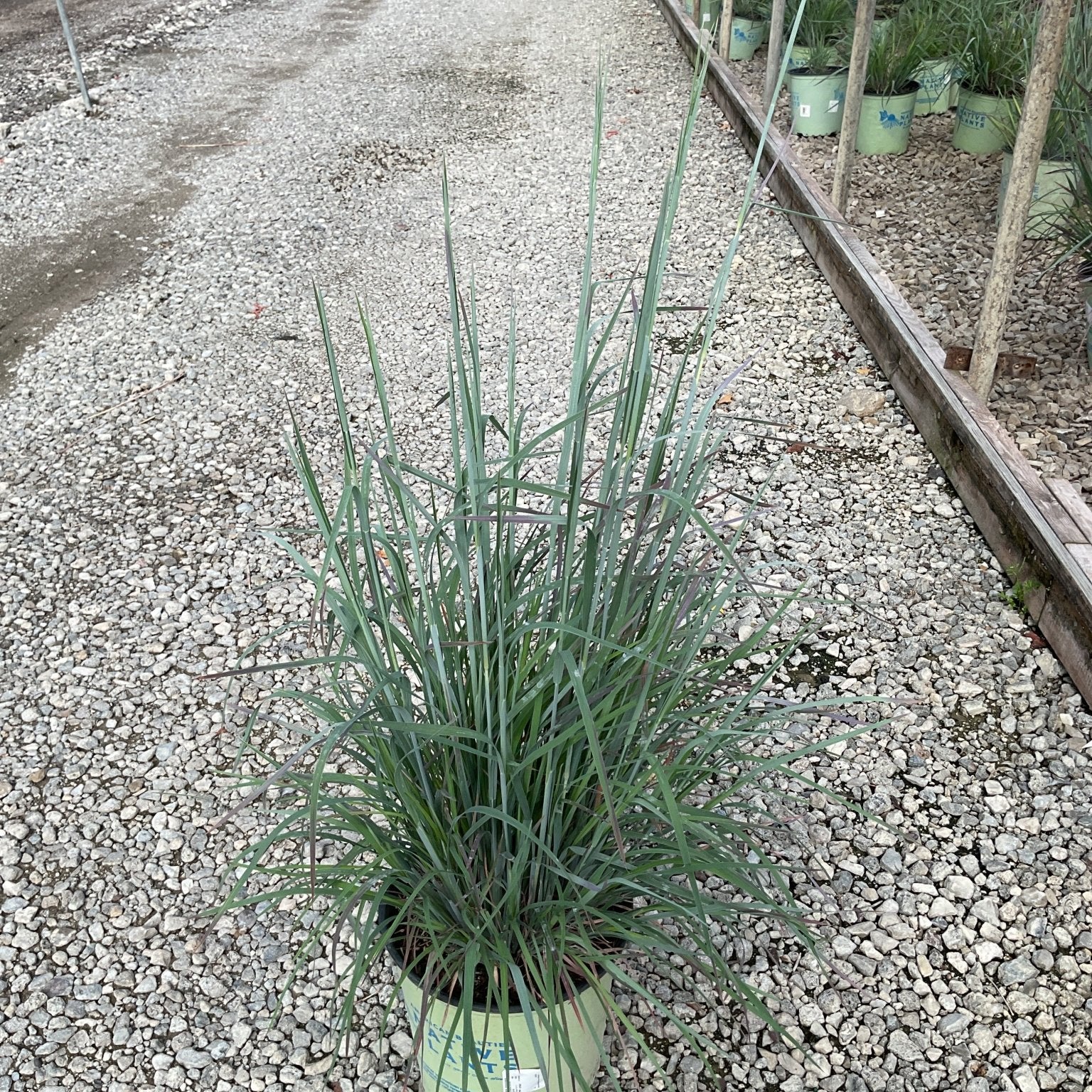 Standing Ovation Little Bluestem ornamental grass in a #2 container, showing upright blue-green foliage at a nursery.