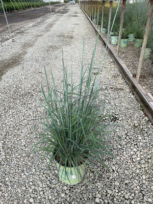 Standing Ovation Little Bluestem ornamental grass in a #2 container, showing upright blue-green foliage at a nursery.