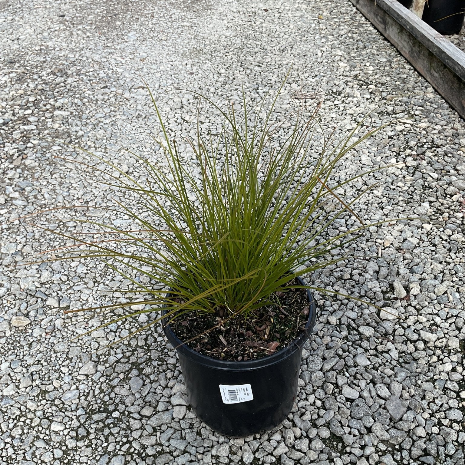 Prairie Fire New Zealand Sedge Grass in a #1 black nursery container, showing fine arching olive-green foliage on gravel.