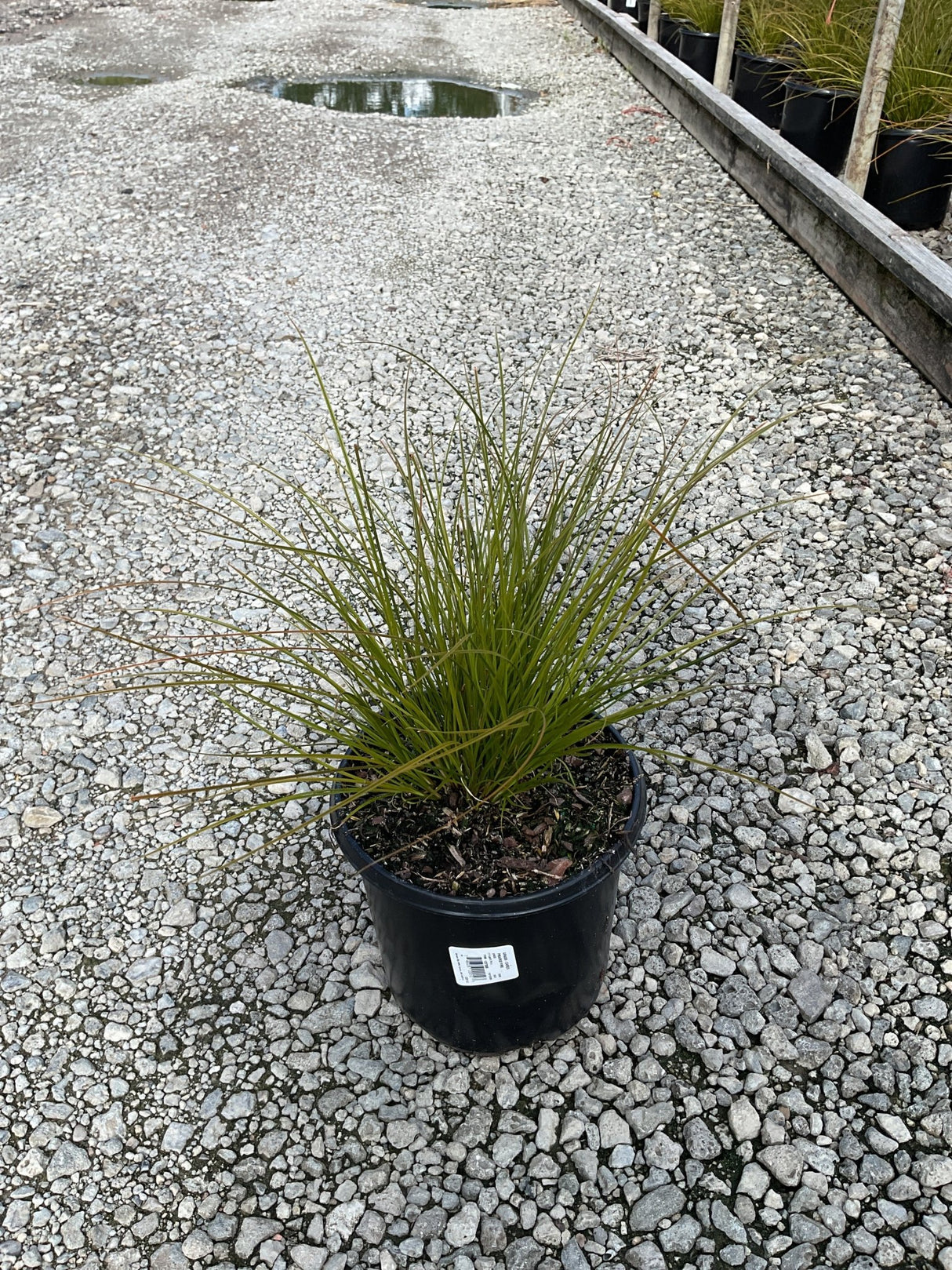 Prairie Fire New Zealand Sedge Grass in a #1 black nursery container, showing fine arching olive-green foliage on gravel.